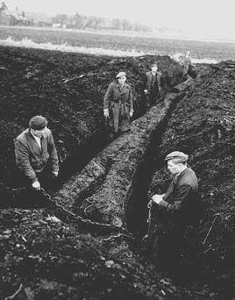 Fenland farmers excavating a Bog Oak Tree to enable cultivation